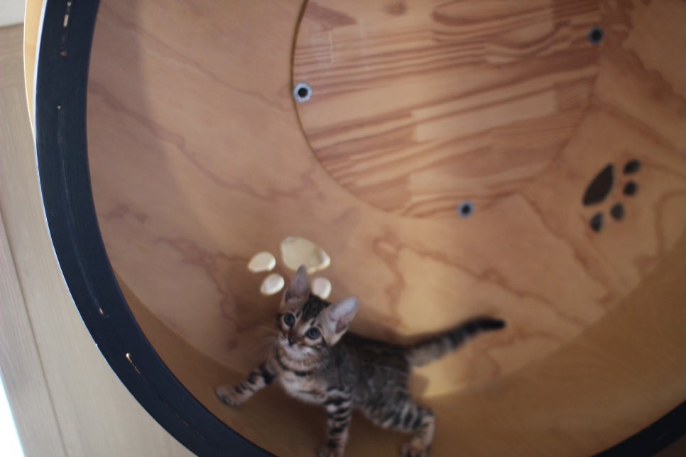 브라운,스노우 뱅갈고양이 여아들 분양해요~ 관련 이미지 13