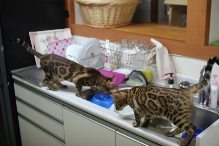 뱅갈고양이,뱅갈고양이 분양,귀여운 미녀 뱅갈고양이들 ㅎㅎㅎ 관련 이미지 6