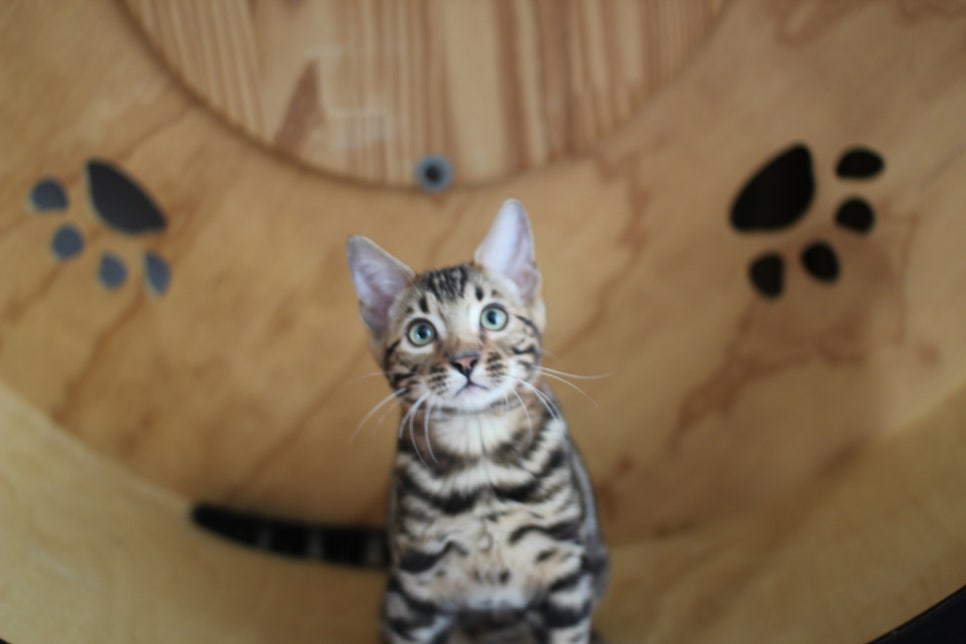 개냥이 건강냥이 뱅갈고양이 남아1 분양해요~ 관련 이미지 1