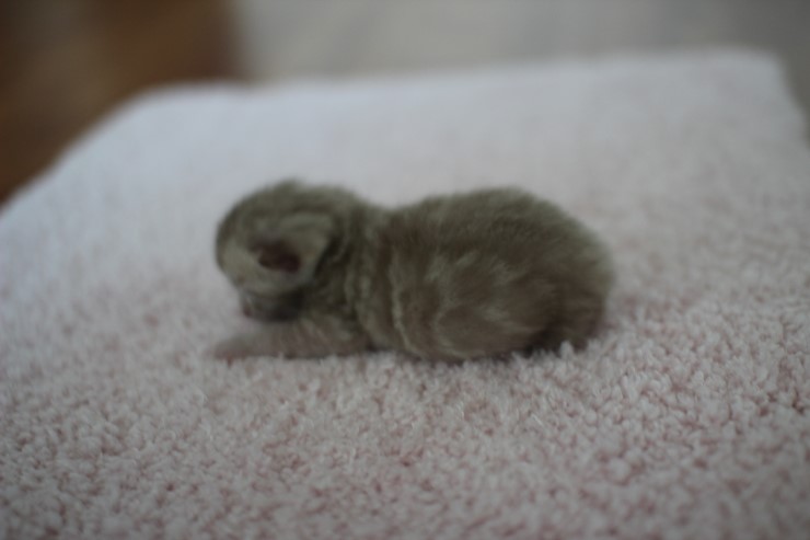 실밍크뱅갈고양이 꼬물이들 남매에요 관련 이미지 6