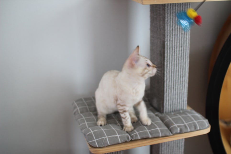 스노우뱅갈고양이 여아 분양해요~ 관련 이미지 6