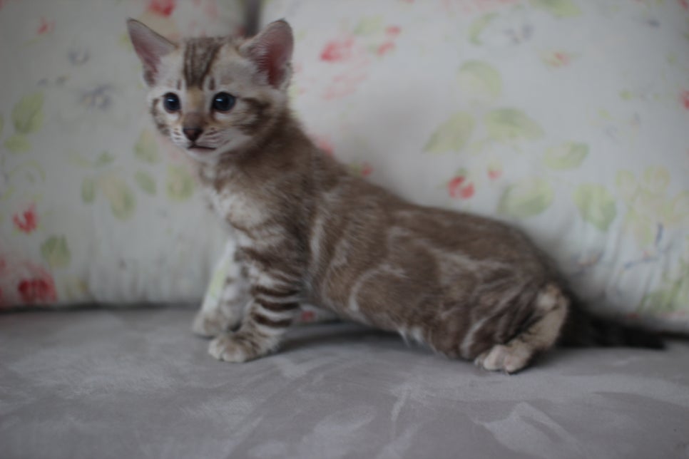 실밍크뱅갈고양이 남아 분양해요~ 관련 이미지 8