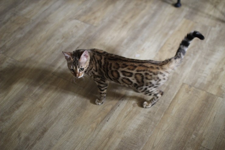 뱅갈고양이,뱅갈고양이 분양,오늘은 브라운 뱅갈아이들 입니다~~~~~~~ 관련 이미지 4