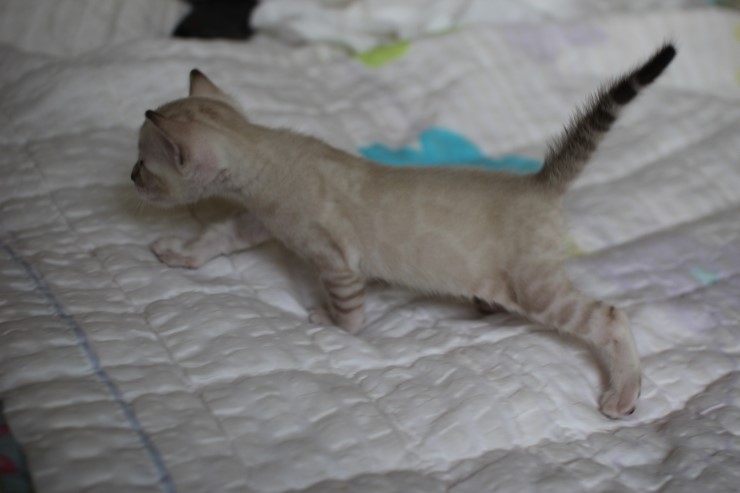 실링스 뱅갈고양이 커퍼 여아~~ 관련 이미지 8