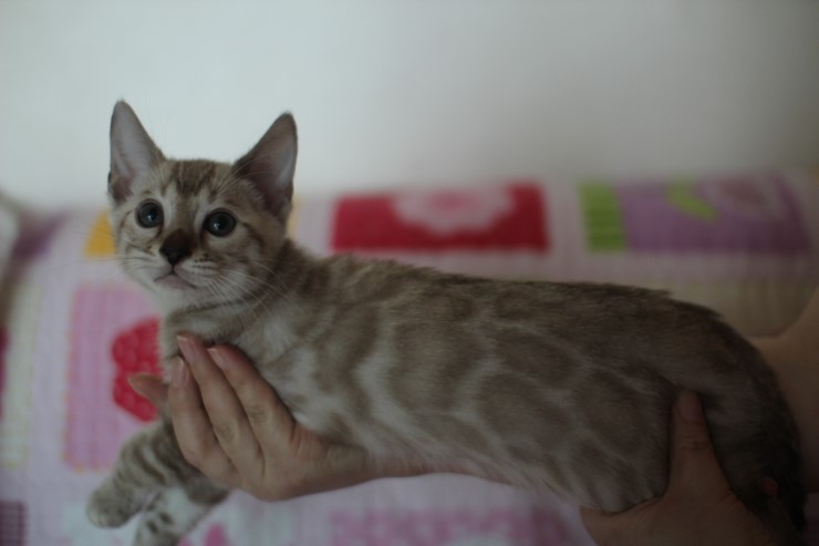 실밍크 뱅갈고양이 남아 분양합니다~ 관련 이미지 4