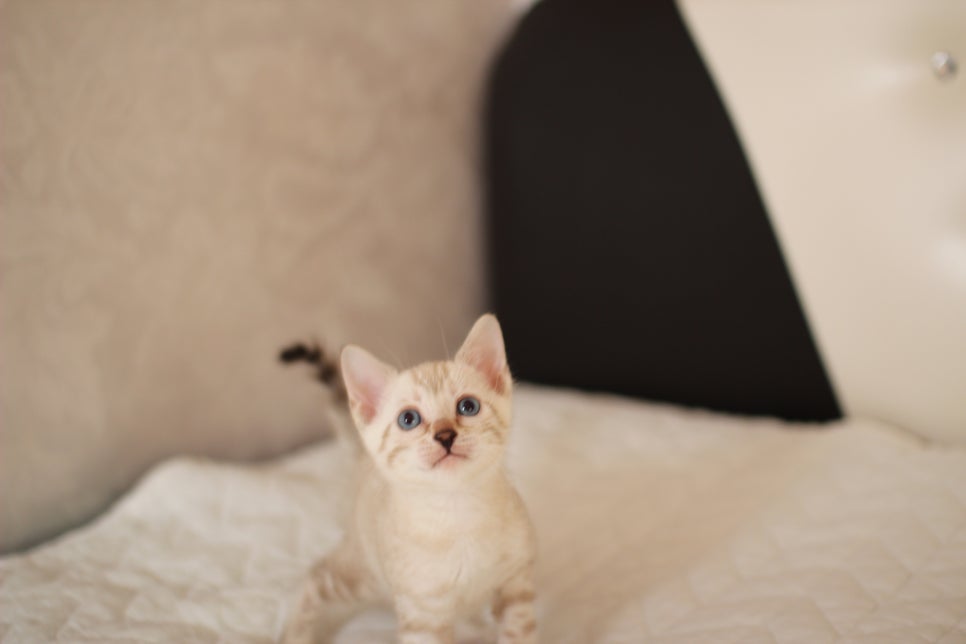 분양중인 뱅갈고양이 브라운 남아,스노우 여아예요~ 관련 이미지 22