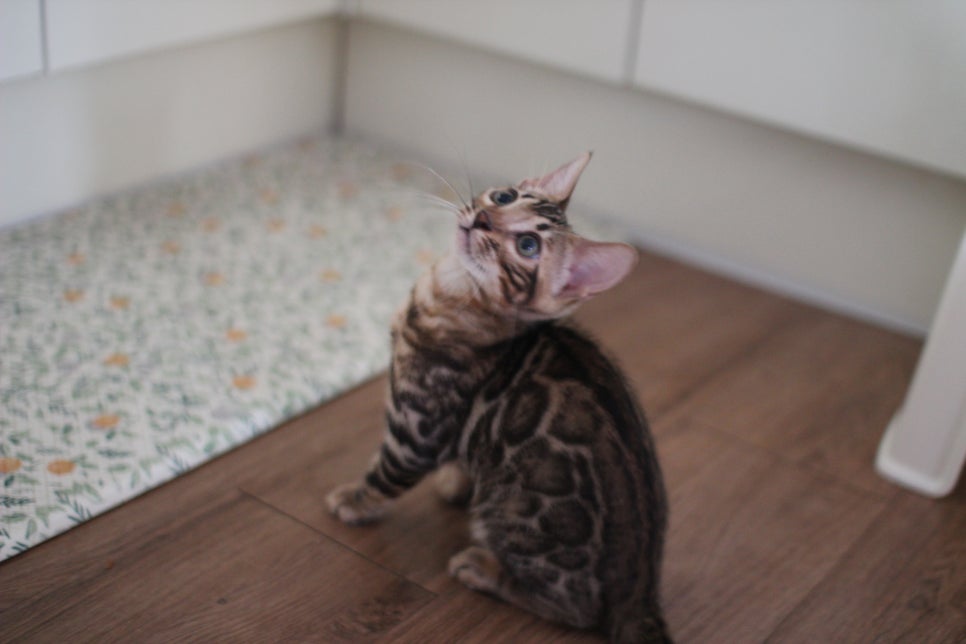 뱅갈고양이 강아지들 등장이요~~ 관련 이미지 14