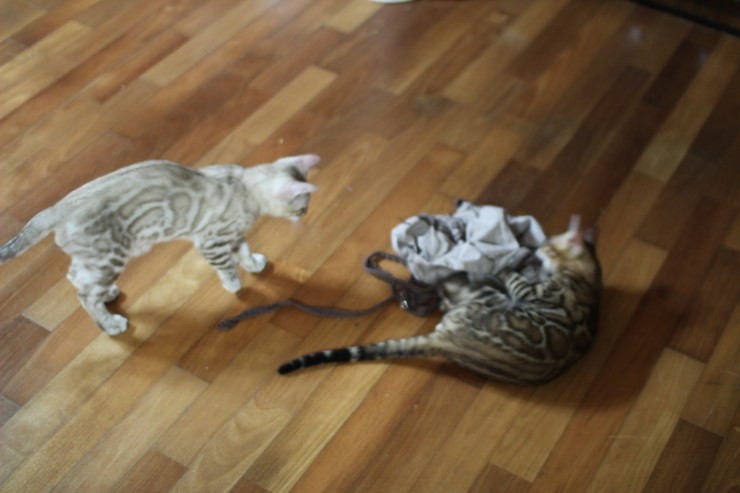 뱅갈고양이 까불이들 입니다~ 관련 이미지 11