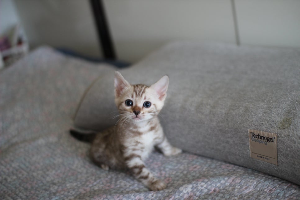 실밍크뱅갈고양이 여아 분양해요~ 관련 이미지 1