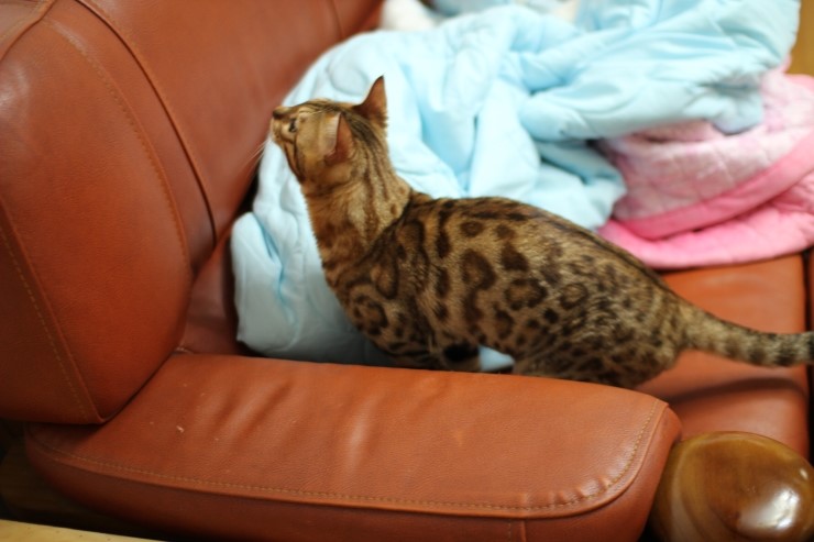 아빠가 될 레이.. 관련 이미지 3