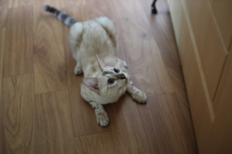 스노우뱅갈고양이 여아 매기예요~ 관련 이미지 3