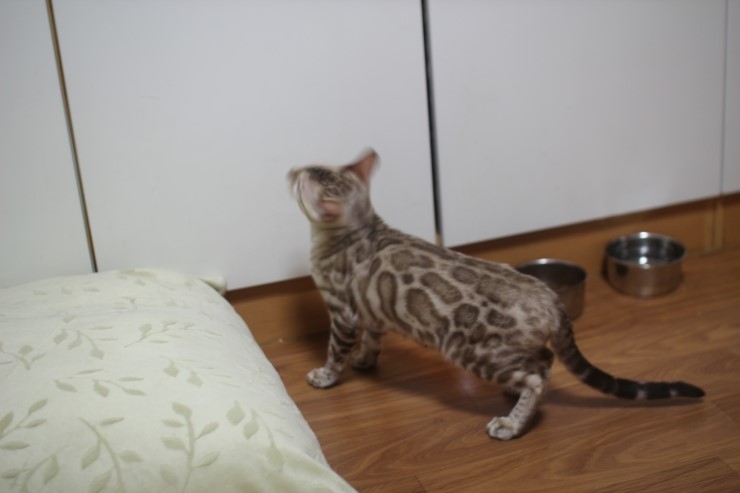실밍크 뱅갈고양이 슈퍼히어로 적응완료 했습니다~ 관련 이미지 3