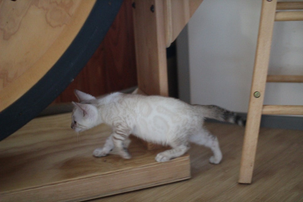 뱅갈고양이분양 부티가 넘치는 아이들 관련 이미지 2