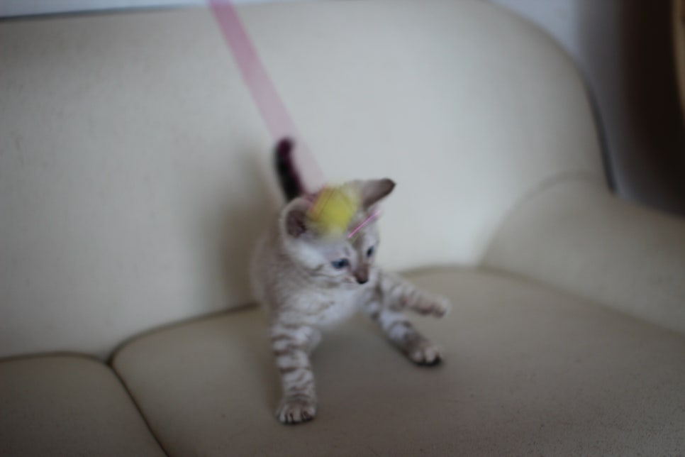 스노우 뱅갈고양이 남아에요~ 관련 이미지 7