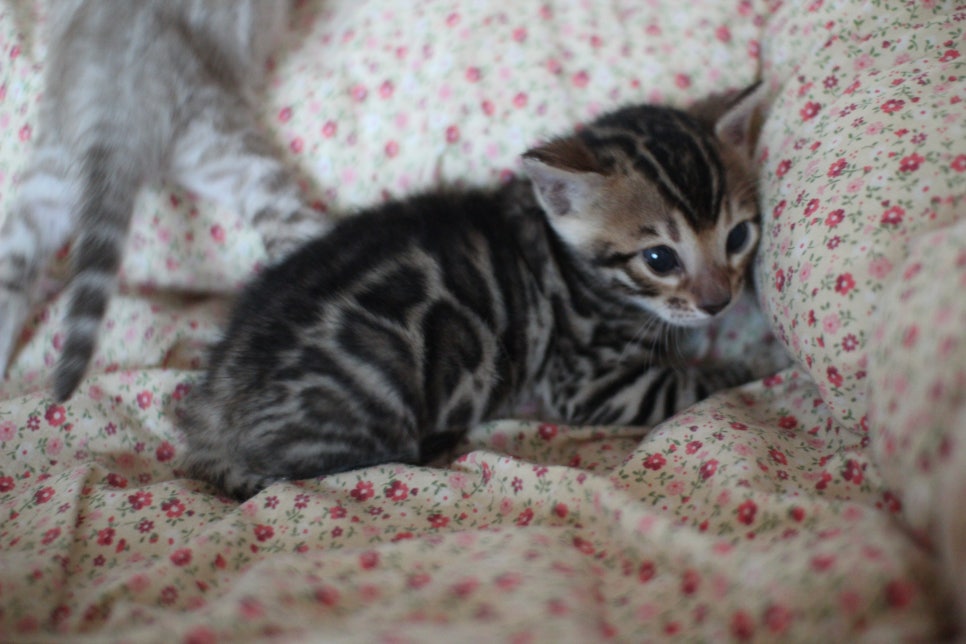 뱅갈고양이 꼬맹이들 사진전 ㅎㅎ 관련 이미지 17