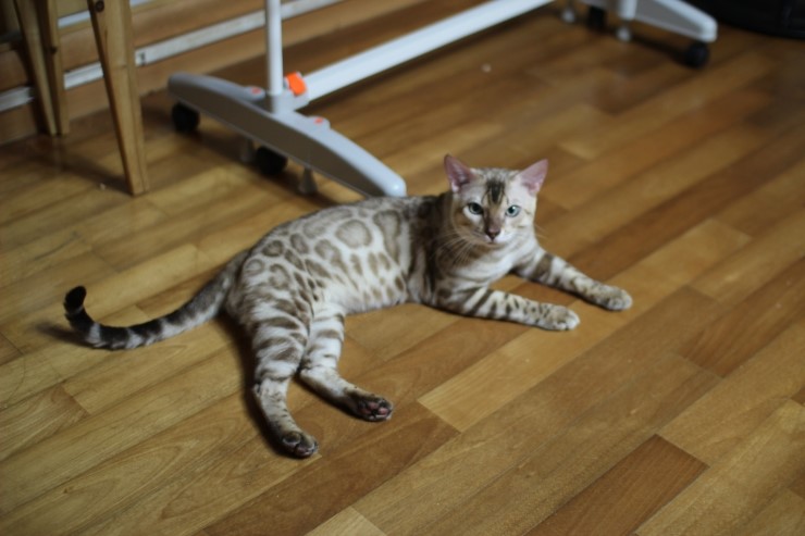 뱅갈고양이 아이들 근황~ 관련 이미지 1