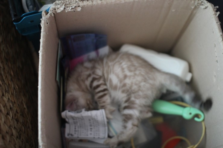 말썽꾸러기 스노우 뱅갈고양이 꼬맹이들 입니다~ 관련 이미지 8