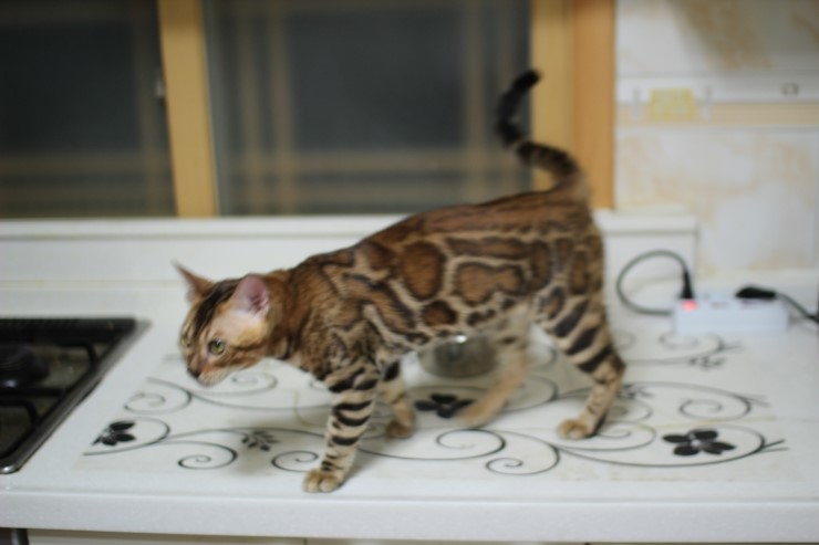 뱅갈고양이 키퍼 남아 워리어 입니다~^^ 관련 이미지 2