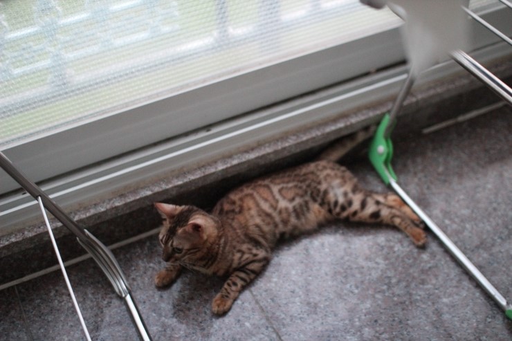 soyu lien,soyu diamond 관련 이미지 7