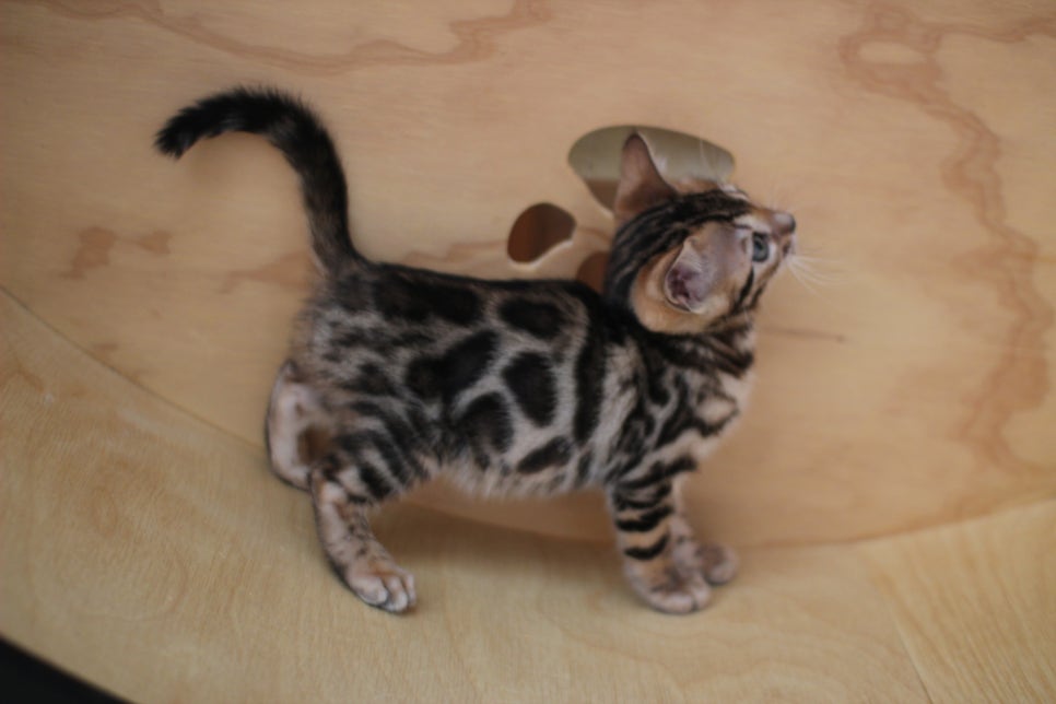 뱅갈고양이분양 사랑스러운 개냥이들~ 관련 이미지 3