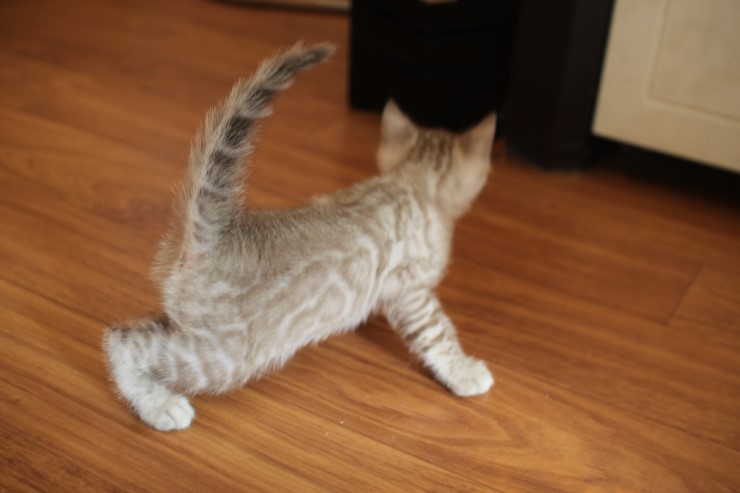 뱅갈고양이 분양 완전히 빠졌네 빠졌어~ 관련 이미지 6