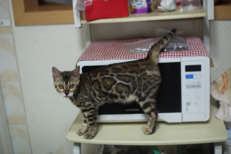 뱅갈고양이 키퍼 여아들~ 관련 이미지 4