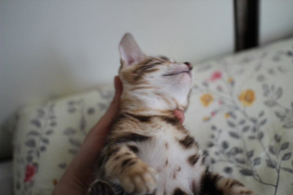 애교만점 개냥이 뱅갈고양이 남아 순둥군 분양해요~ 관련 이미지 8