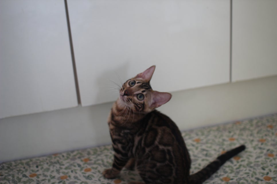 뱅갈고양이분양 애교가 넘치는 아이들 관련 이미지 14