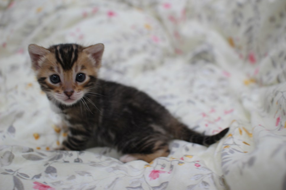 멋진 빅로젯에 뱅갈고양이 분양 합니다~ 관련 이미지 7