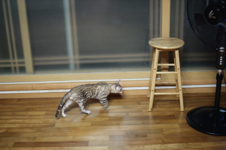 실밍크 뱅갈고양이 킹이예요~~ 관련 이미지 14