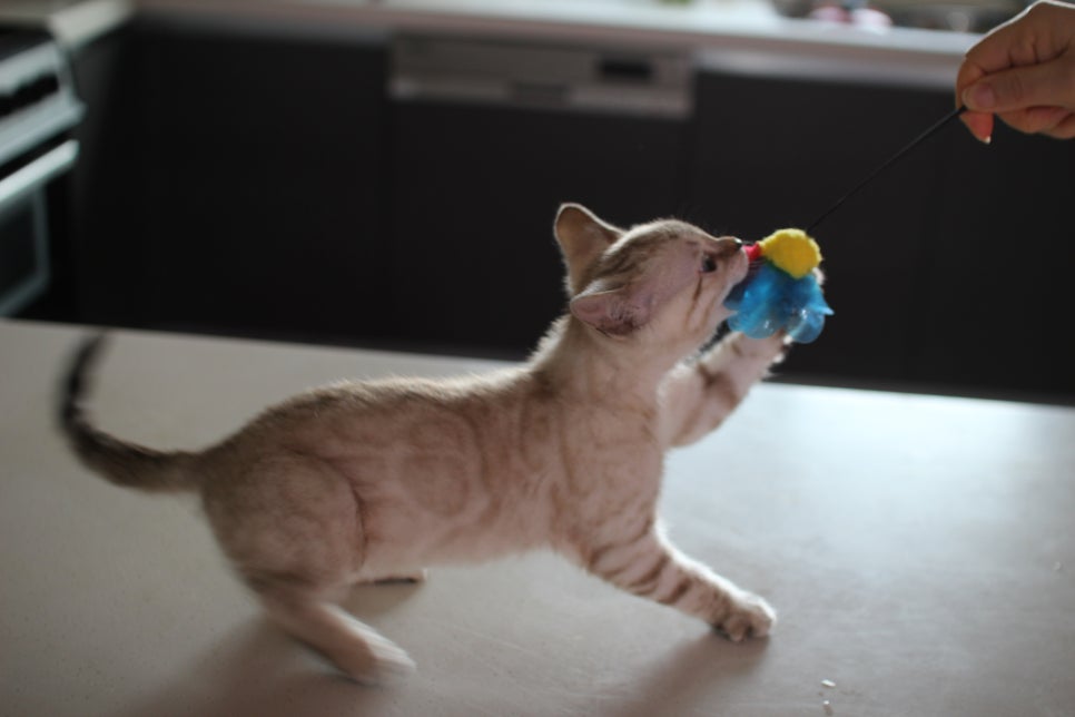 진정한 개냥이 스노우뱅갈고양이 남아 분양해요~ 관련 이미지 5