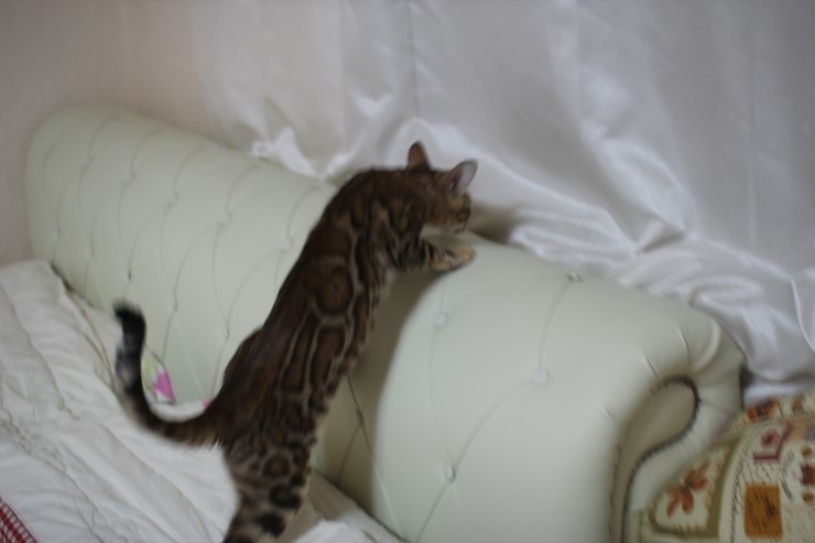 뱅갈고양이 새해 첫날~ 관련 이미지 7