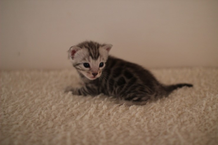 실버 남아예요~ 관련 이미지 7