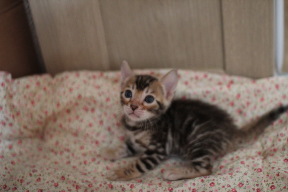 클라우드 로젯이 멋진 브라운 뱅갈고양이 여아 분양해요~ 관련 이미지 5