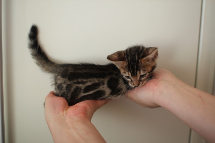 뱅갈고양이 분양 완전히 빠졌네 빠졌어~ 관련 이미지 27