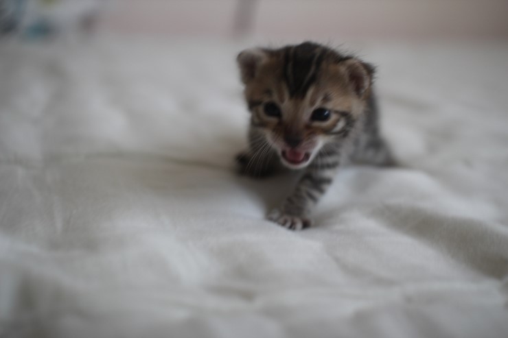 뱅갈고양이 남매 오늘 모습 입니다~ 관련 이미지 6