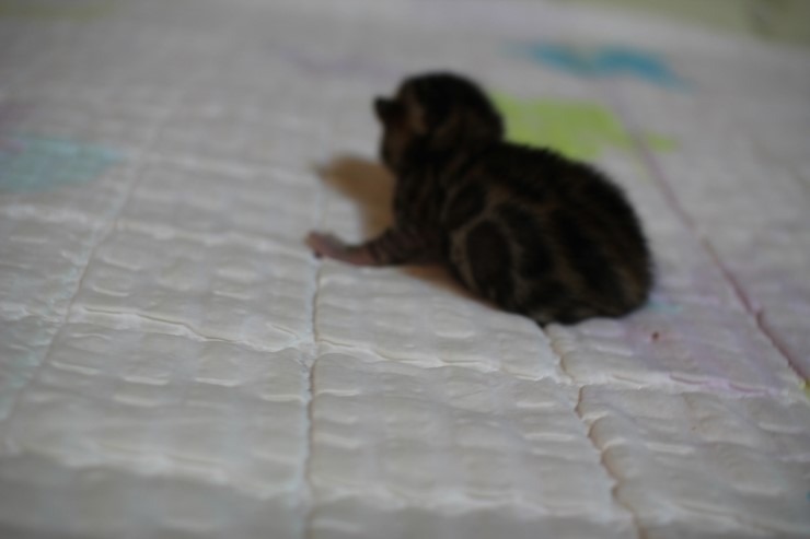소유캐터리 빅로젯 뱅갈고양이 꼬물이 여아예요~ 관련 이미지 8