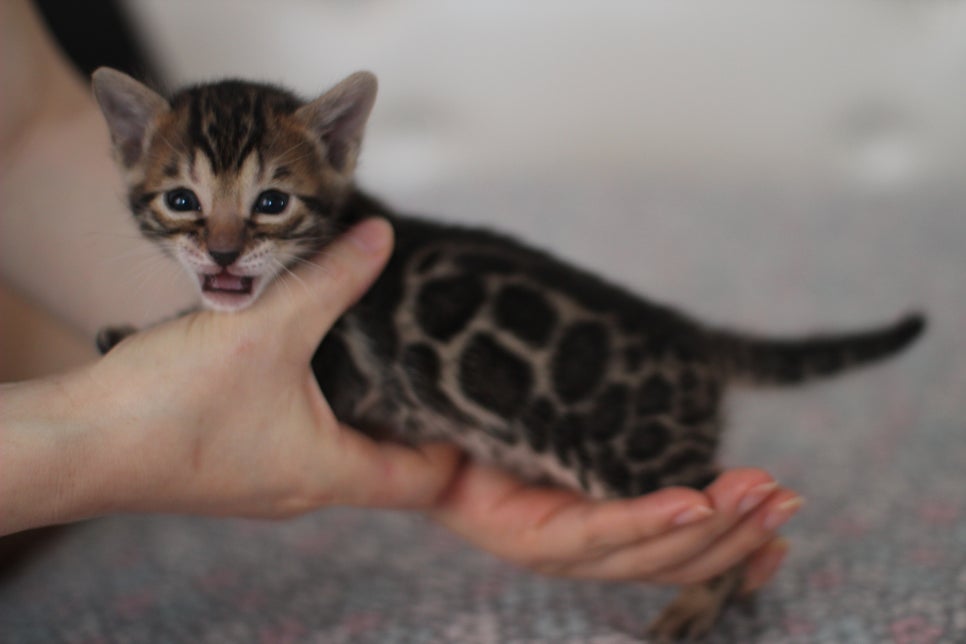 뱅갈고양이분양 동화속에 나오는 아이들! 관련 이미지 10