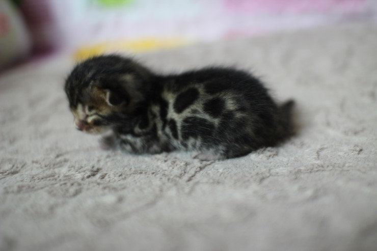 실버뱅갈고양이 꼬물이들 탄생 샤샤샷 관련 이미지 25