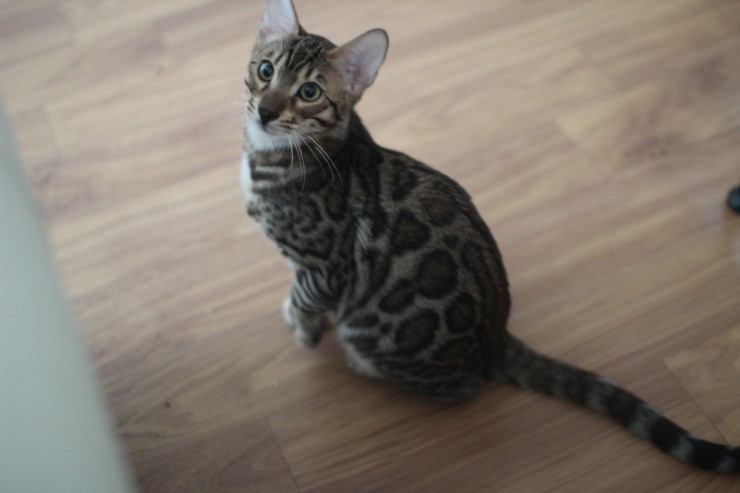 폴란드에서 온 뱅갈고양이 남아 golden rain 입니다~ 관련 이미지 5