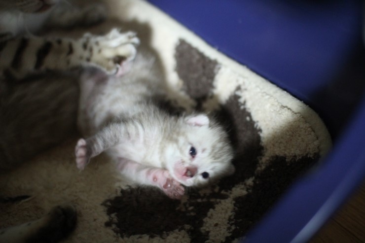 뱅갈고양이 엄마와 아가들~ 관련 이미지 7