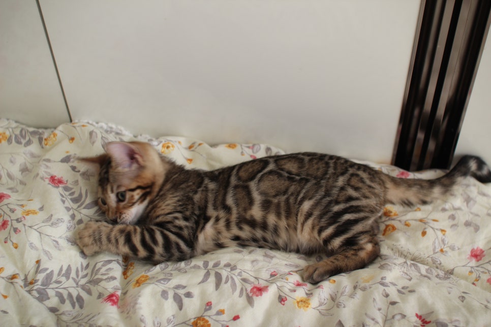 낯가림 제로 성격 최고 개냥이 뱅갈고양이 남아 분양해요~ 관련 이미지 5