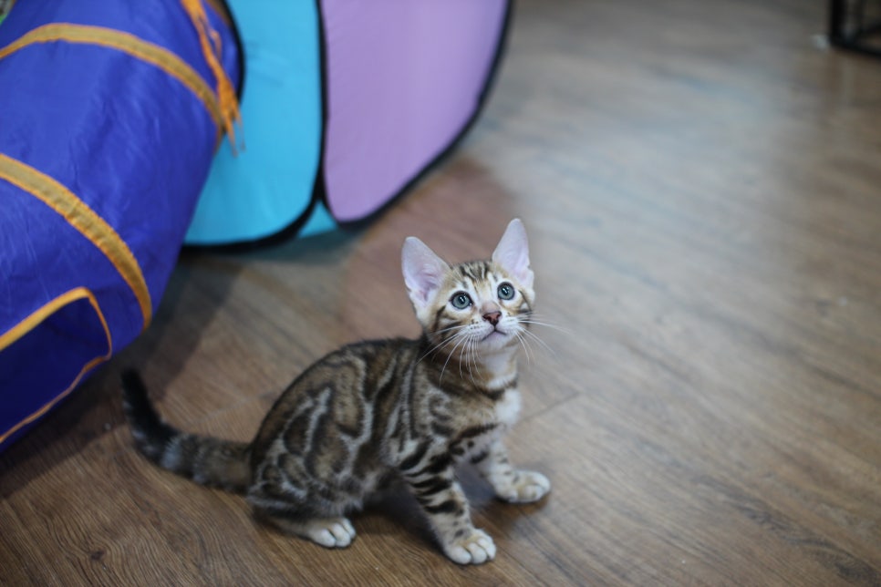 빅로젯이 멋진 순둥이 뱅갈고양이 남아 분양해요~ 관련 이미지 2