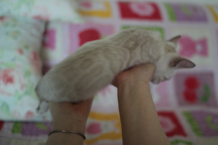 뱅갈고양이 분양 빠져든다 빠져들어~ 관련 이미지 11