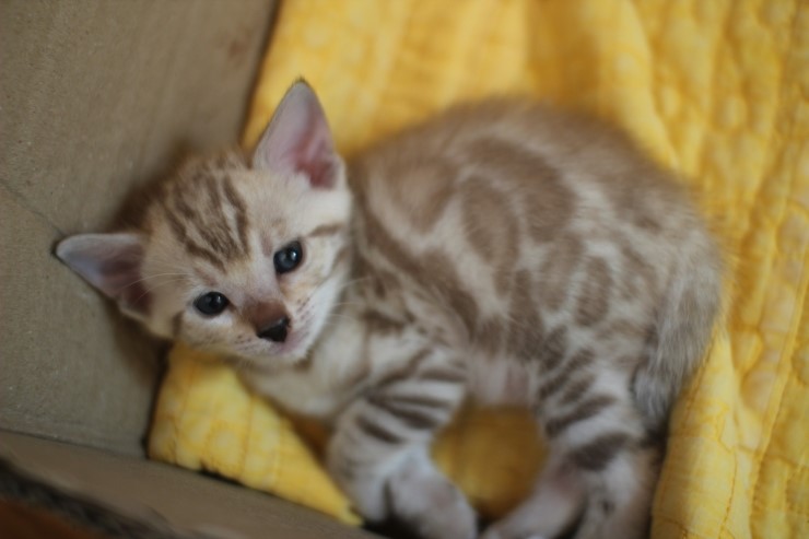 낮잠에 취해 있는 꼬맹이들~ 관련 이미지 2