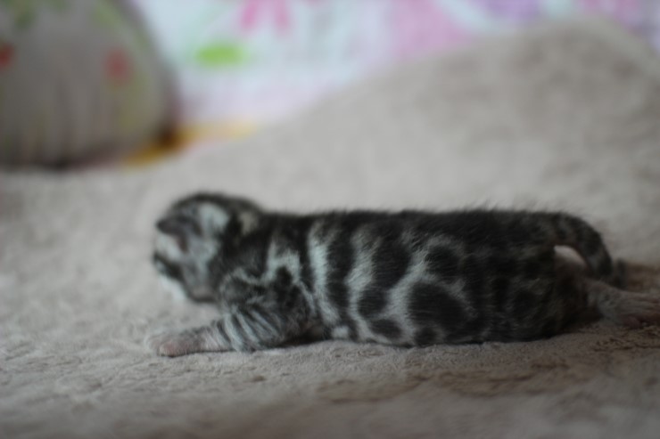 실버뱅갈고양이 꼬물이들 탄생 샤샤샷 관련 이미지 8