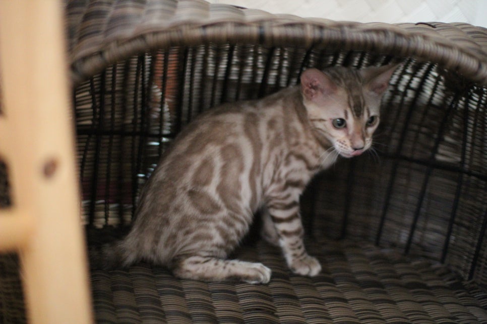 스노우뱅갈고양이 고급스러움을 자아내는 아이들 관련 이미지 5