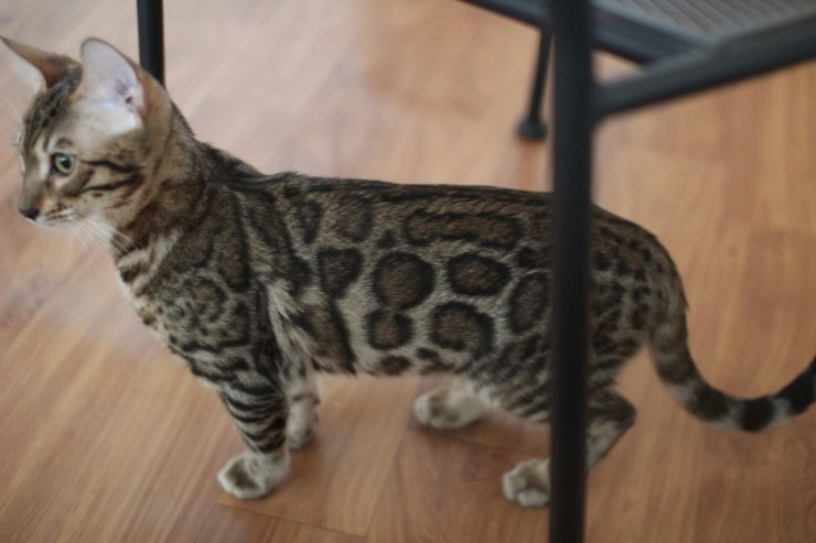 폴란드에서 온 뱅갈고양이 남아 golden rain 입니다~ 관련 이미지 7