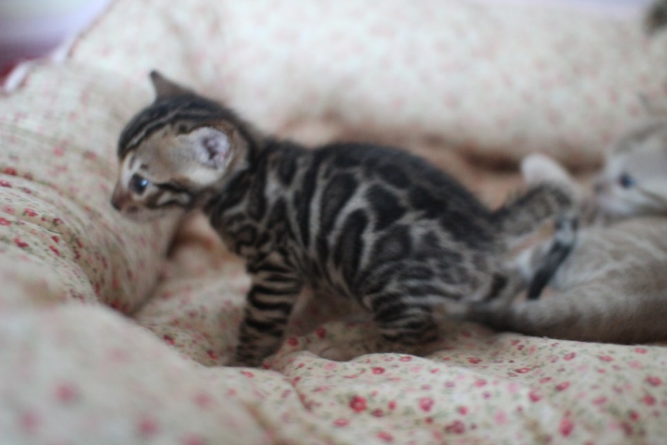 뱅갈고양이 꼬맹이들 사진전 ㅎㅎ 관련 이미지 30