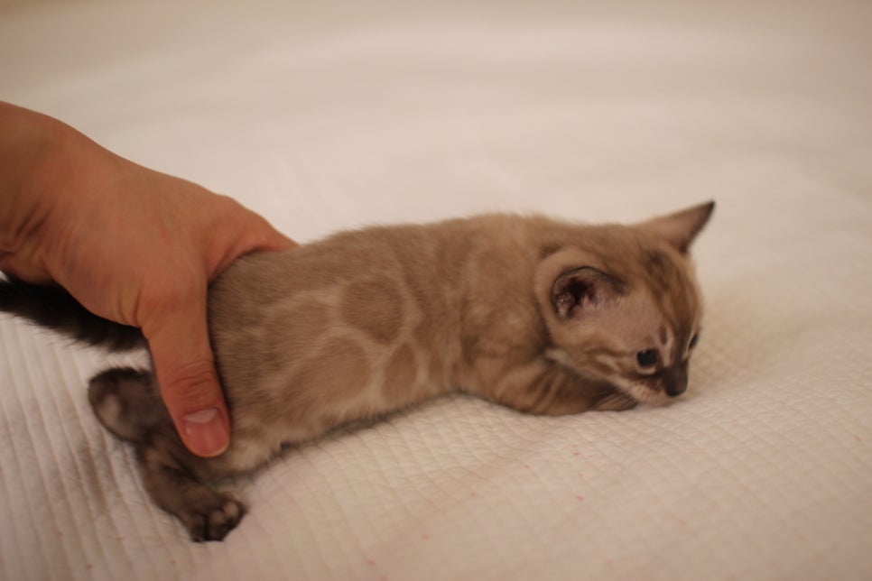 고퀄리티 스노우뱅갈고양이 아이들 분양합니다~ 관련 이미지 25